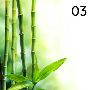 Motiv: Bambus