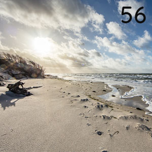 Motiv: Sandstrand mit Treibholz