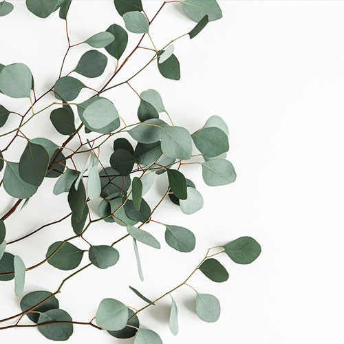 HSK Renodeco Dekor Eukalyptus HSK Renodeco Dekor Eukalyptus